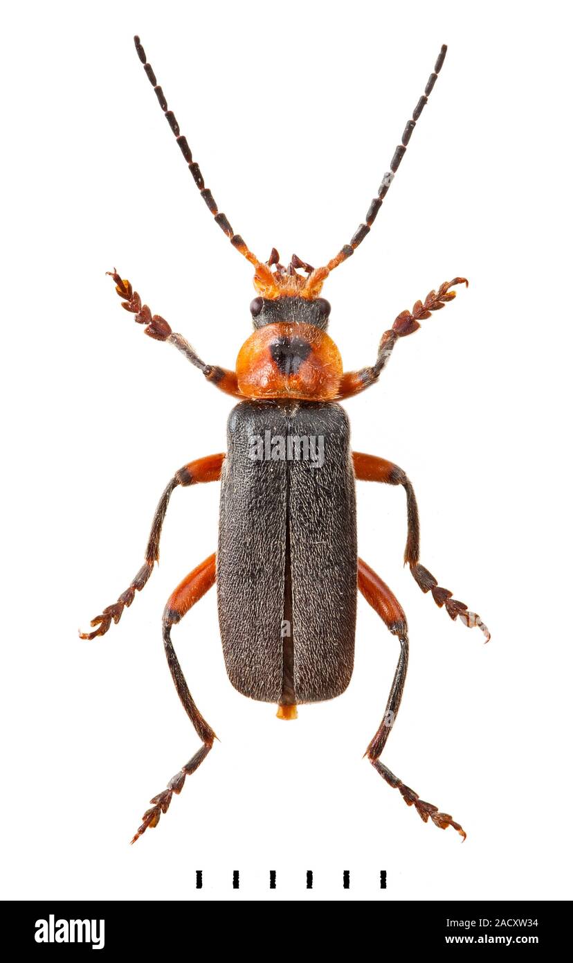 Les coléoptères soldat sont importantes pour les insectes utiles, les ...