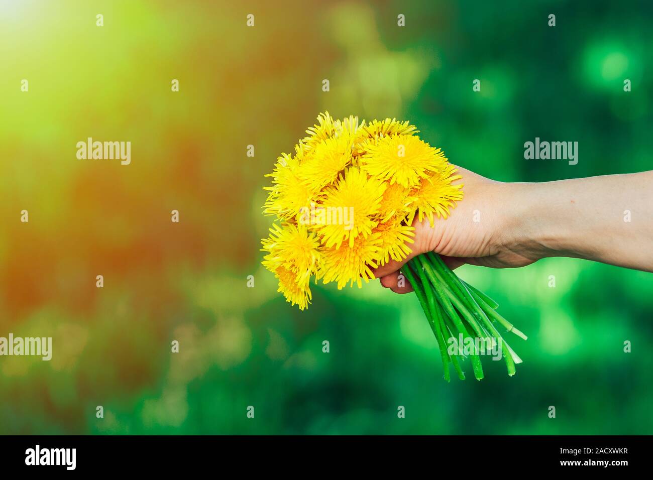 La fleuriste (daisy Chrysanthemum morifolium) est une espèce de plante vivace de la famille des Asteraceae. Banque D'Images