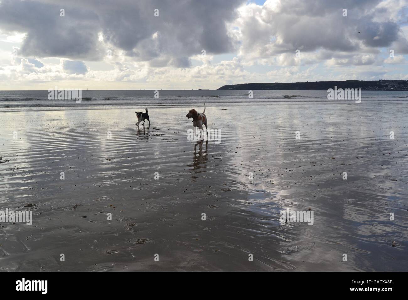 Les chiens à jouer au ballon à long rock avec St Michaels mount Banque D'Images