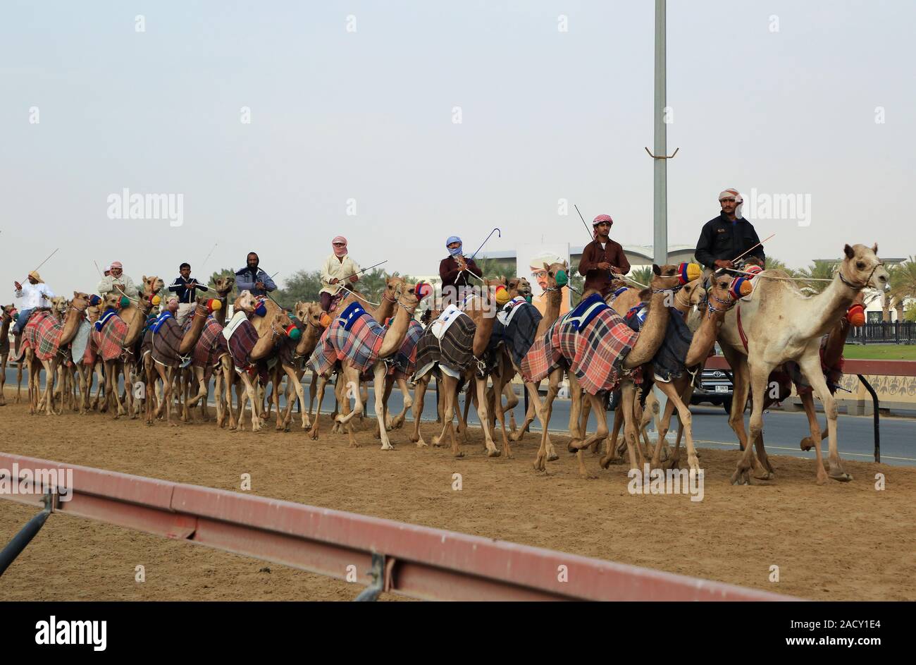 La formation pour les courses de chameaux sur le champ de courses à Al Marmoun près de Dubaï Banque D'Images