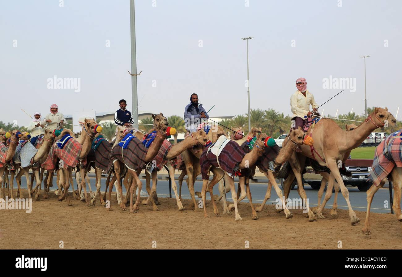 La formation pour les courses de chameaux sur le champ de courses à Al Marmoun près de Dubaï Banque D'Images