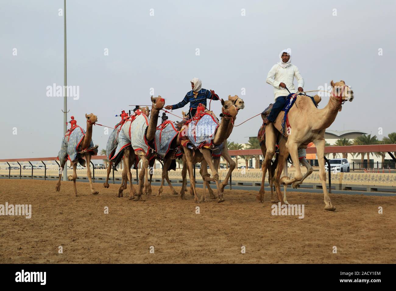 La formation pour les courses de chameaux sur le champ de courses à Al Marmoun près de Dubaï Banque D'Images