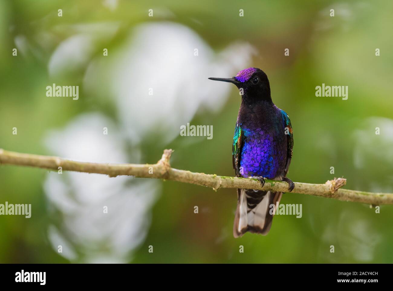 Velvet-purple Coronet - Boissonneaua jardini, couleur magnifique de l'ouest des pentes hummingbird andine de l'Amérique du Sud, l'Équateur, Amagusa. Banque D'Images