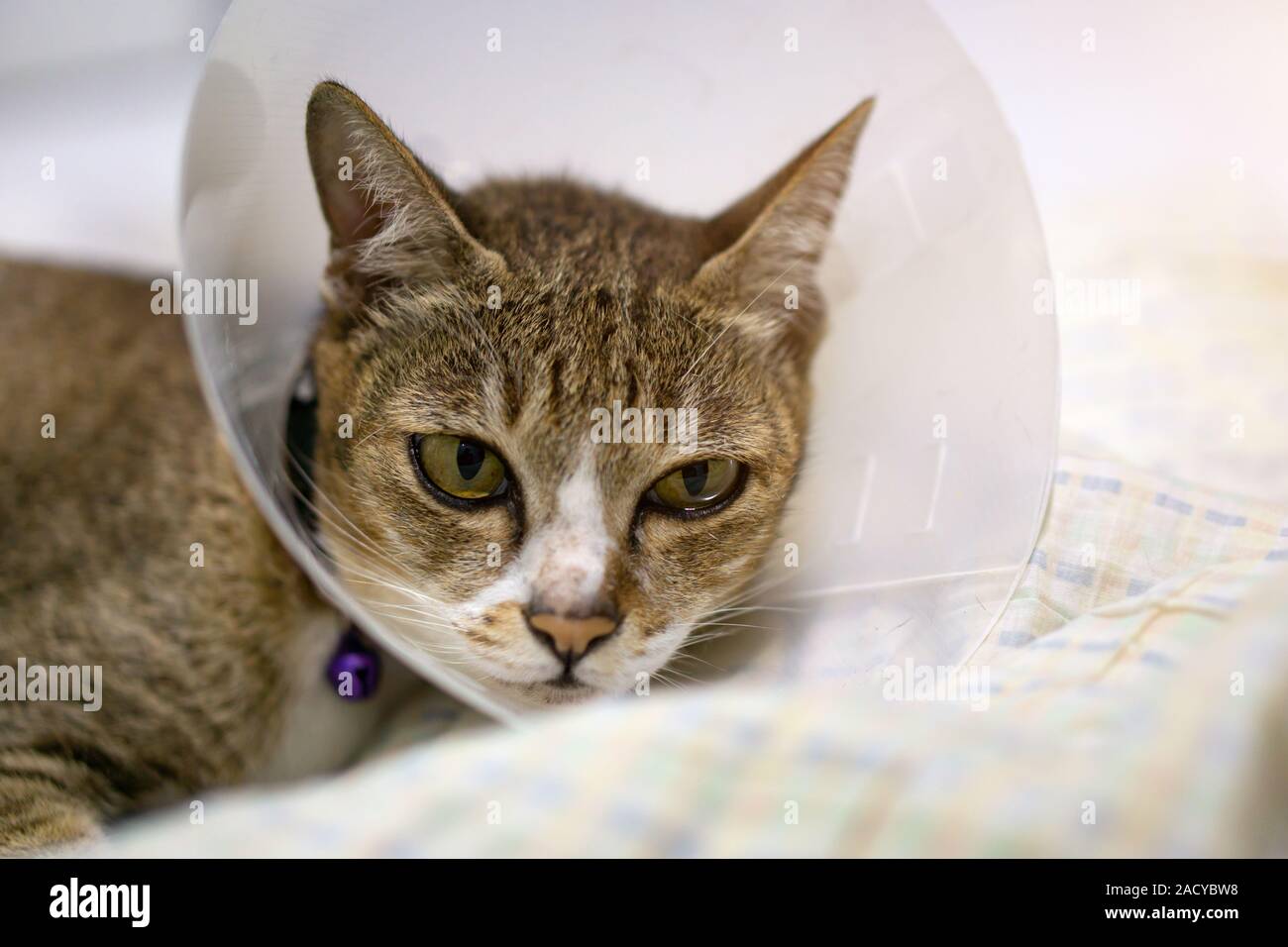 Chat Malade Avec Cone Cone En Plastique Ou Veterinaire Sur Son Col Pour Proteger La Tete De Chat De Lecher Une Plaie Photo Stock Alamy