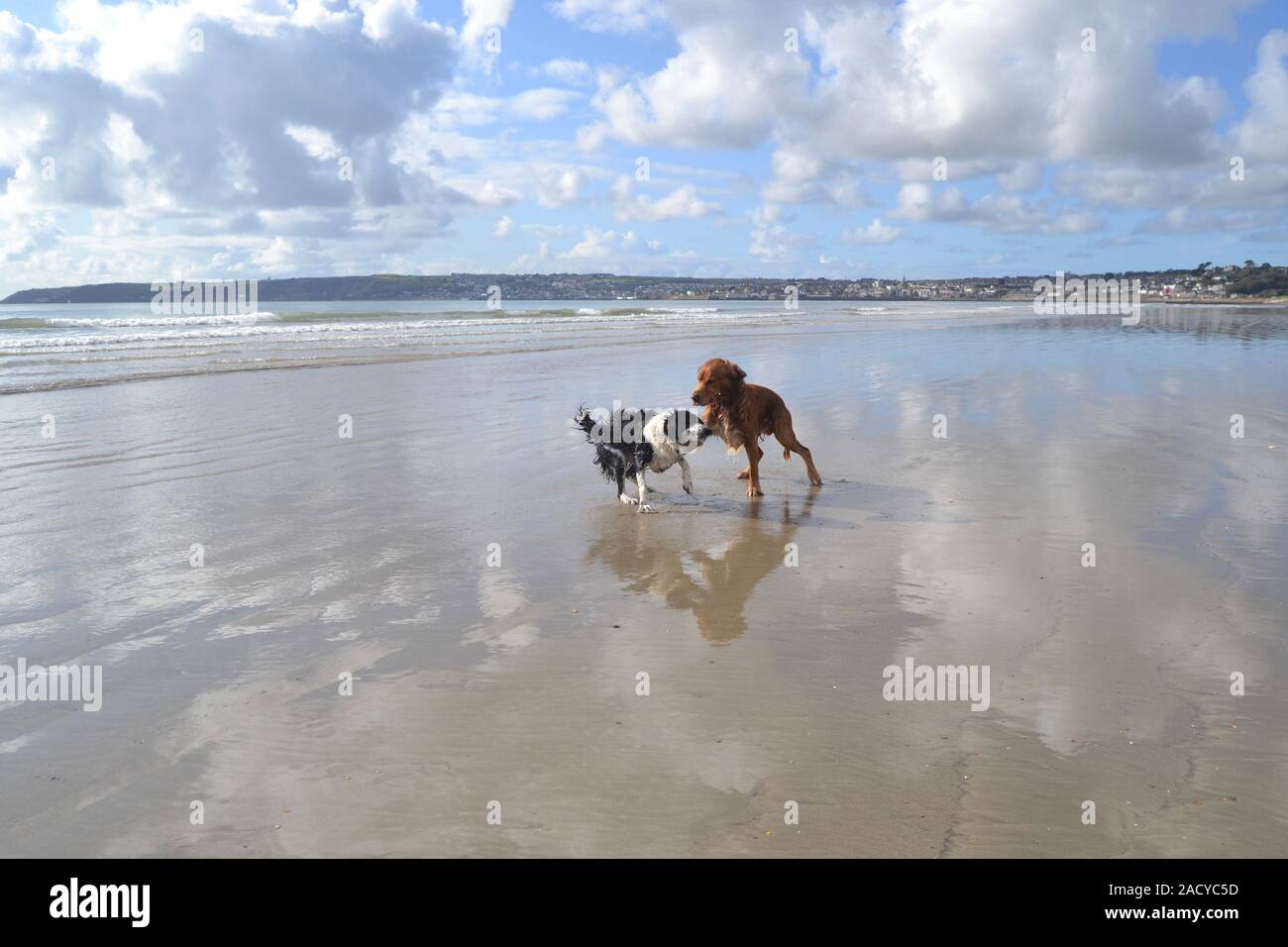 Les chiens à jouer au ballon à long rock avec St Michaels mount Banque D'Images