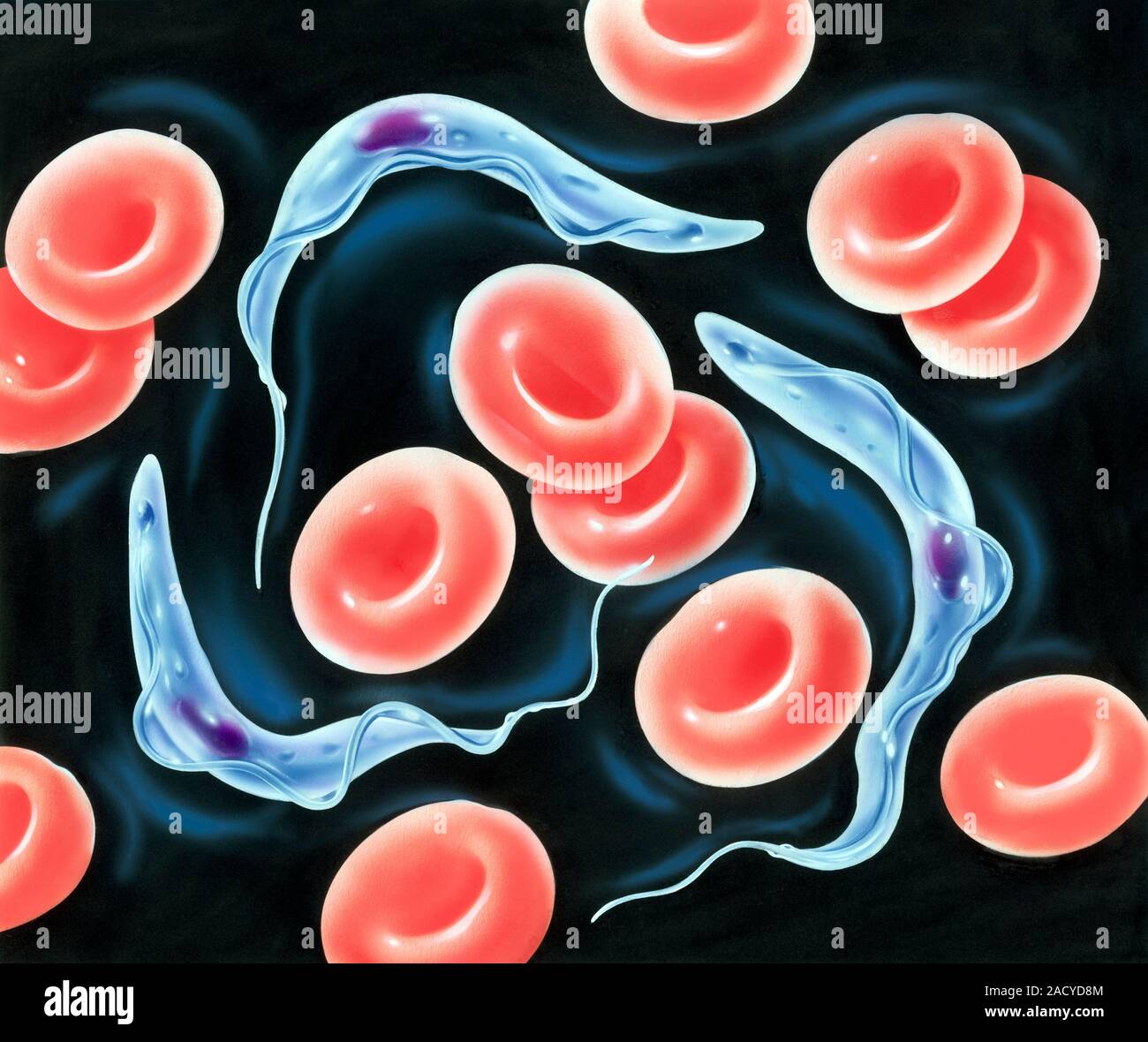 Les parasites de la maladie du sommeil. Artwork de globules rouges et le trypanosome parasites protozoaires qui causent causent la maladie du sommeil (trypanosome Africaine Banque D'Images