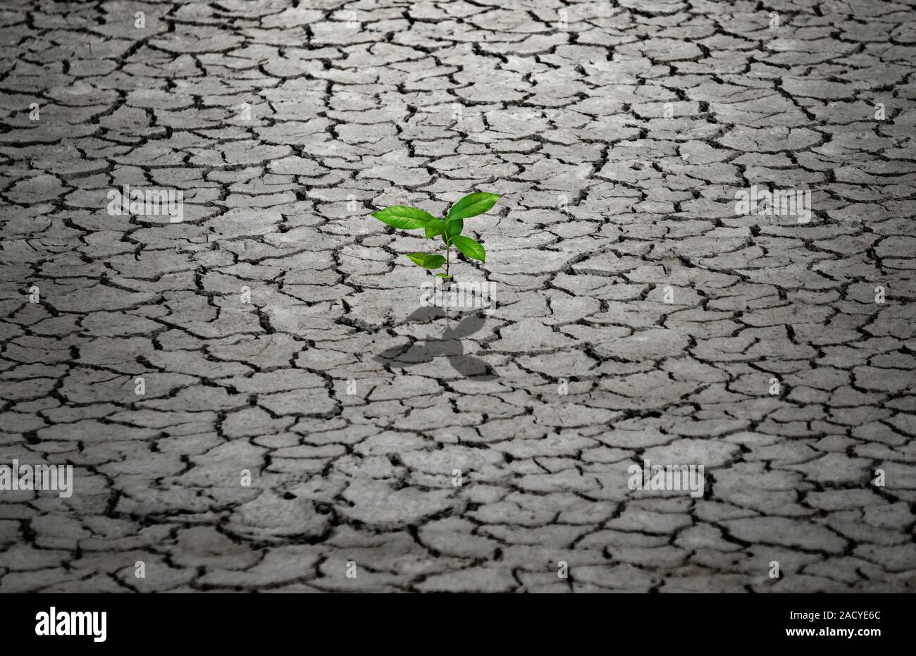 Arbre généalogique 1 tente de se développer dans un sol sec ou de la terre pendant la saison sèche. Banque D'Images