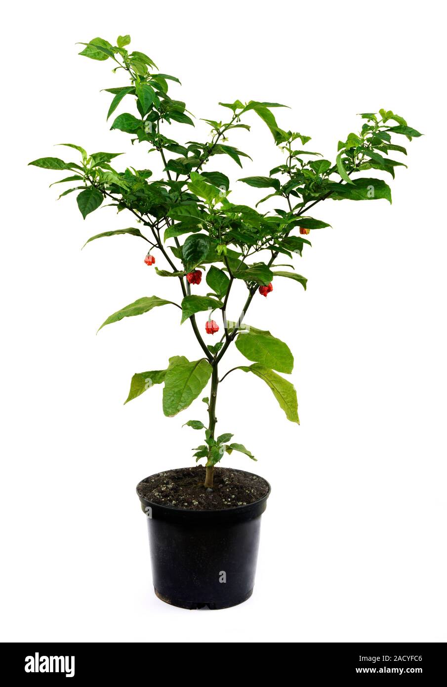 Carolina Reaper plante piment (Capsicum chinense). cultivar hybride chili pepper a été répertorié en 2012 par le Guinness World Records comme le ho Photo Stock - Alamy