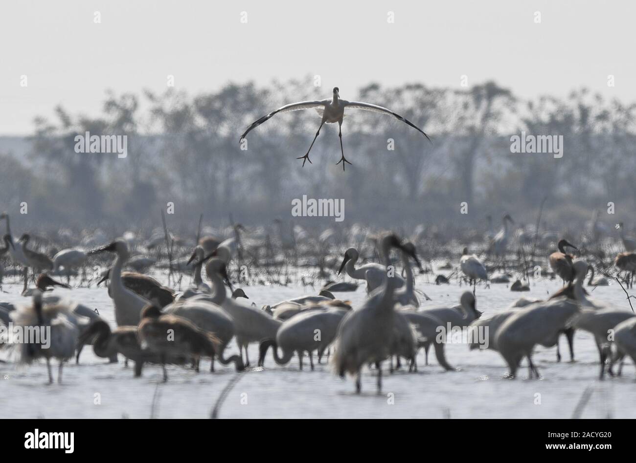 Nanchang, Chine. 19Th Mar, 2019. Une grue blanche vole dans une zone humide de Wuxing ferme à Nanchang, la Chine orientale, le 3 décembre 2019. Credit : Zhou Mi/Xinhua/Alamy Live News Banque D'Images