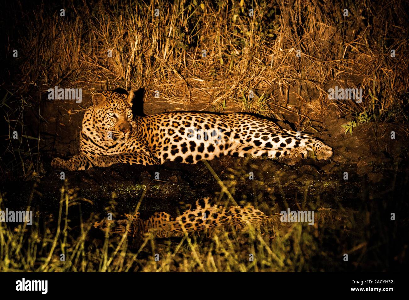 Leopard dans la nuit à l'honneur dans le Sabi Sands Banque D'Images
