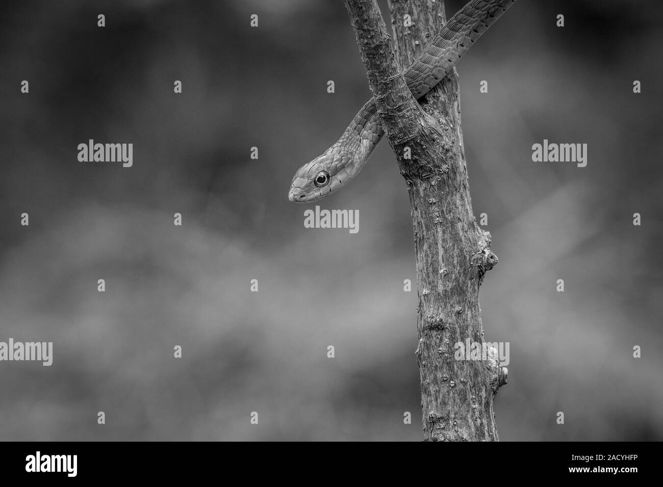 Green mamba sur une branche en noir et blanc Banque D'Images