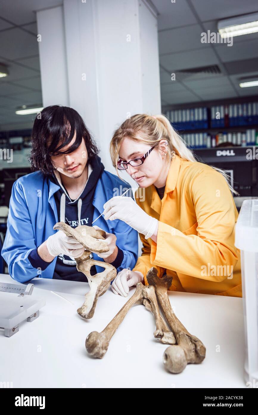 Laboratoire d'anthropologie médico-légale. Les experts médico-légaux l'examen de restes humains dans un laboratoire d'anthropologie médico-légale. L'anthropologie médico-légale sida les enquêtes Banque D'Images