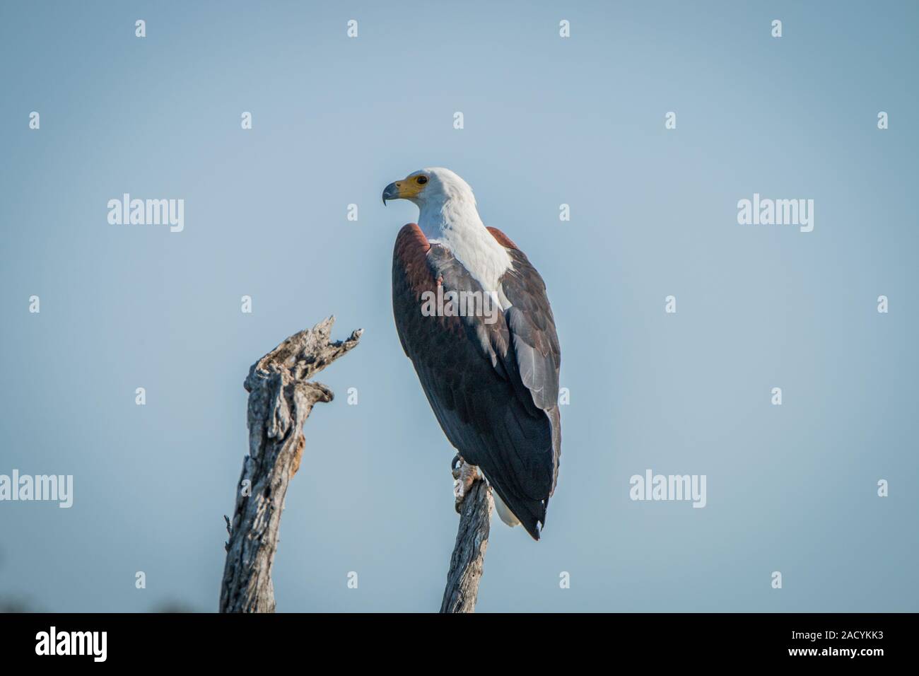 African fish eagle sur une branche dans le parc national Kruger. Banque D'Images