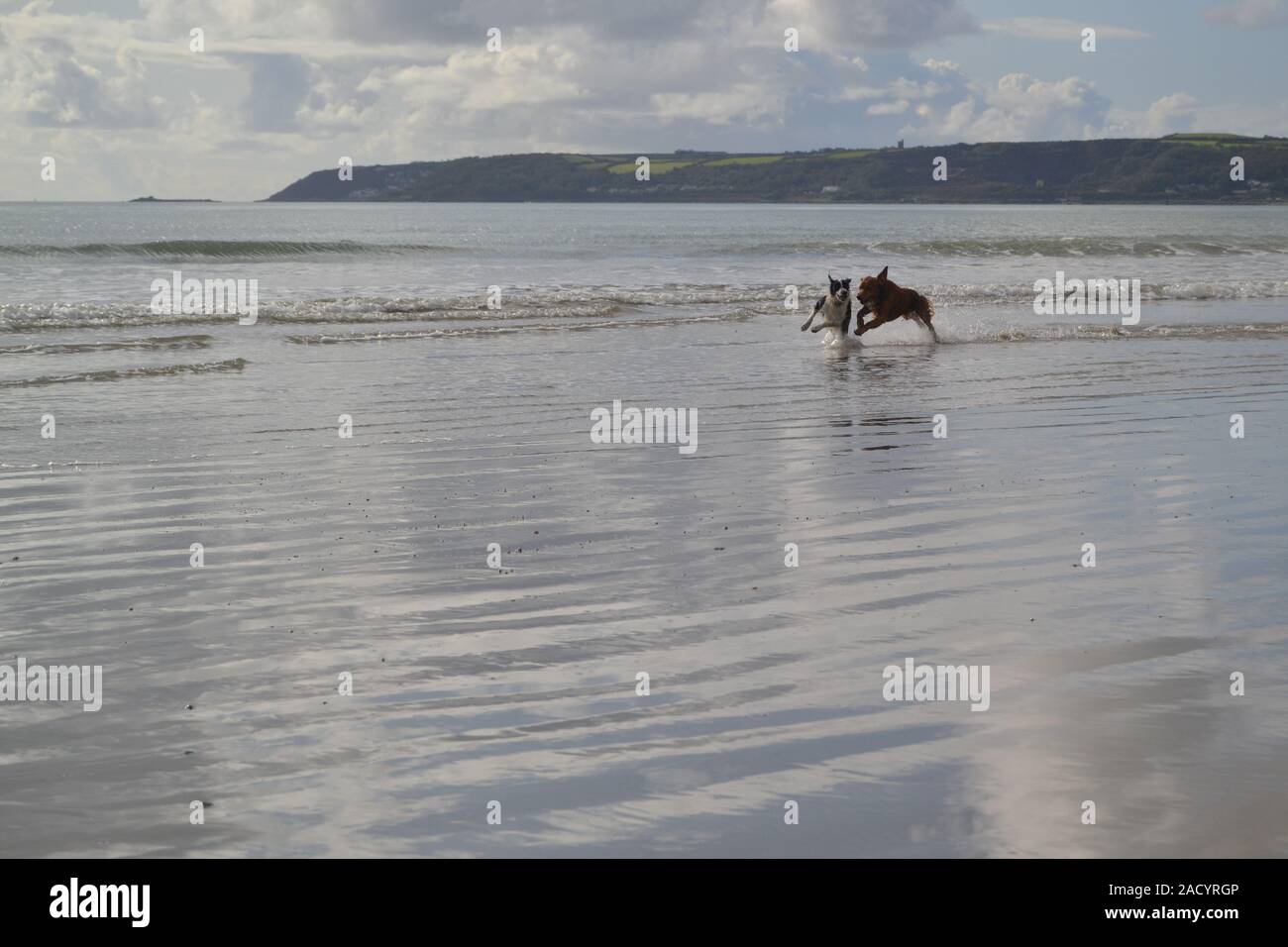 Les chiens à jouer au ballon à long rock avec St Michaels mount Banque D'Images