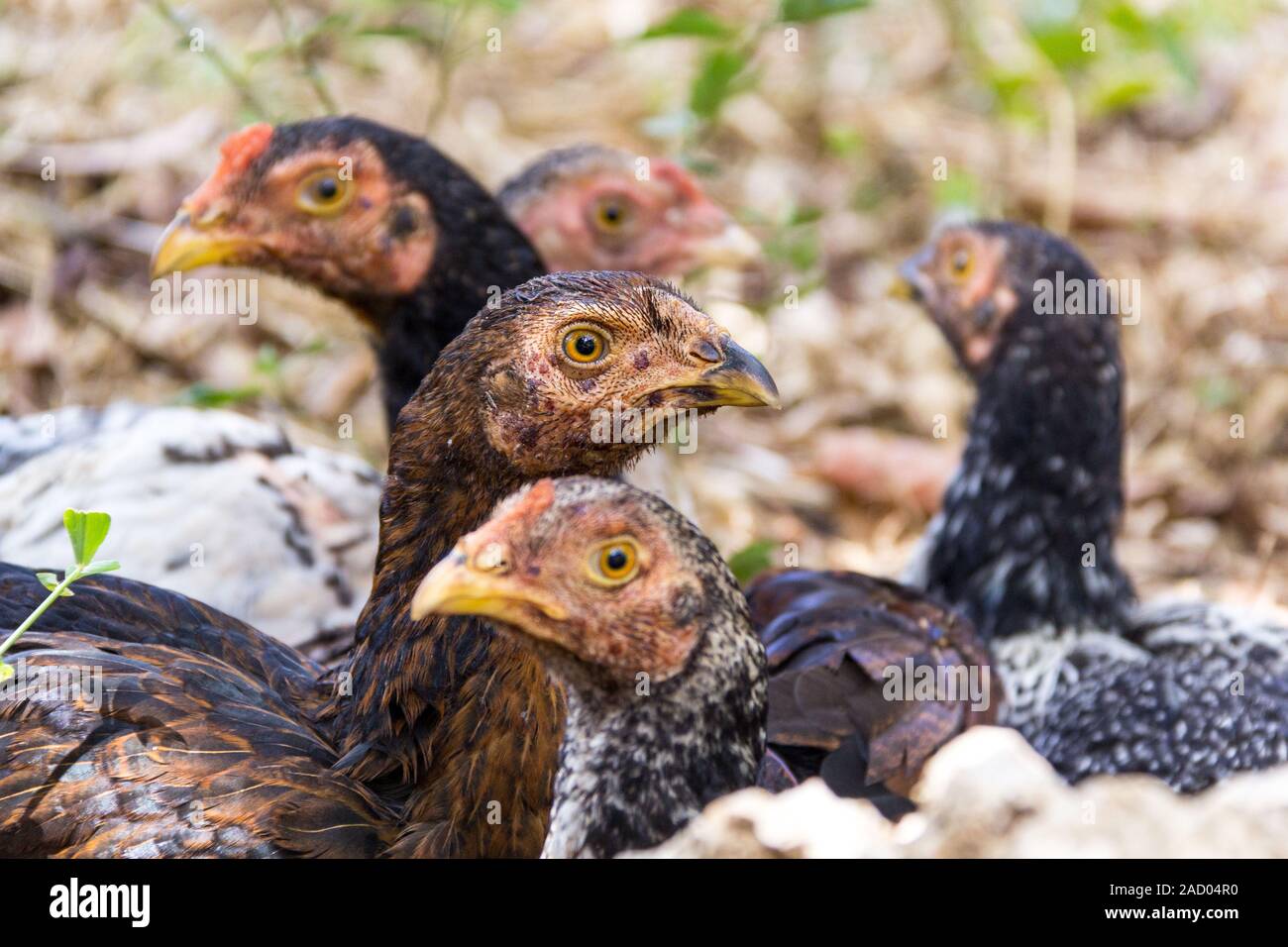Close up des chefs de poules noires Banque D'Images