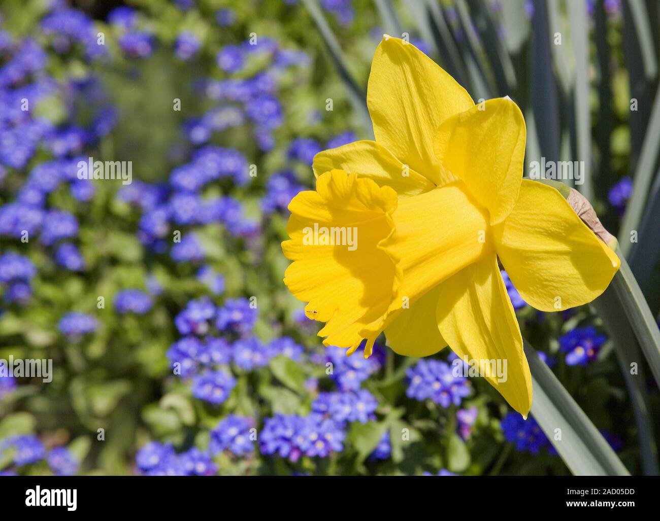 Narcissus pseudonarcissus carême lilys avec Myosotis ne m'oubliez pas Banque D'Images