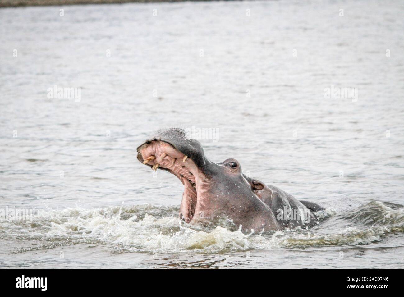 Le bâillement dans l'eau dans le Mkuze Game Reserve. Banque D'Images