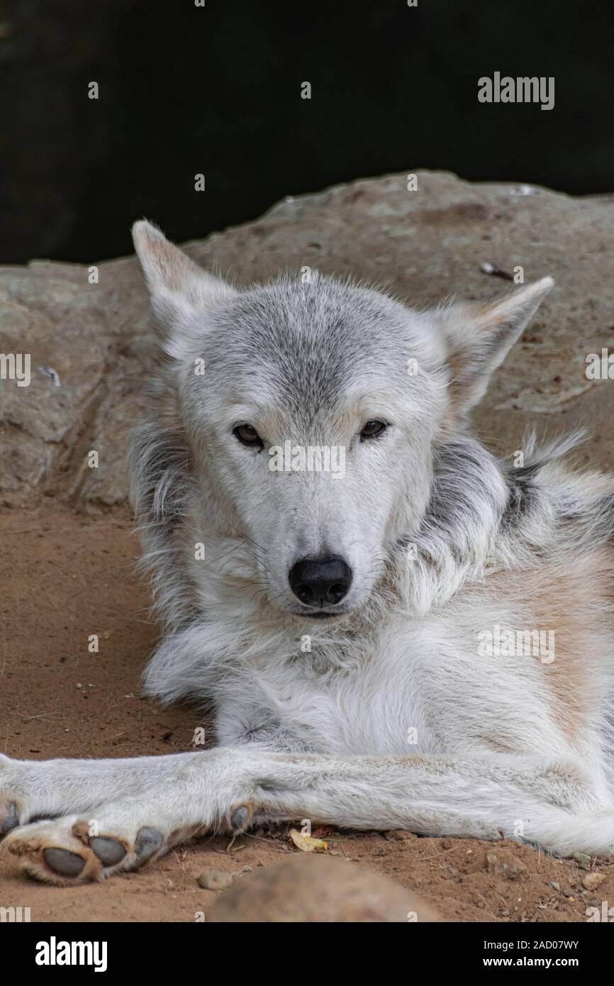 Tundra wolf (Canis lupus albus), couché sur le sable Banque D'Images