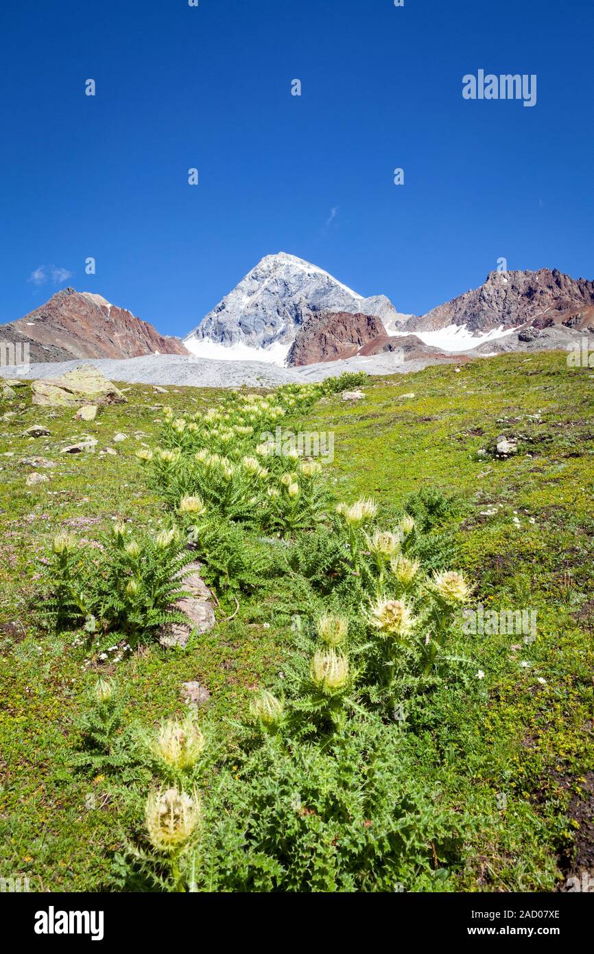 Gran Zebrù (mt. 3857) - La Valtellina (IL) Banque D'Images