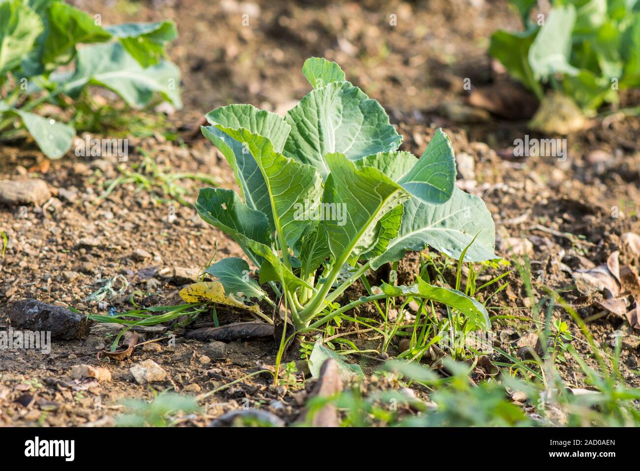 Le chou vert, Chou de plus en jardin potager. Banque D'Images