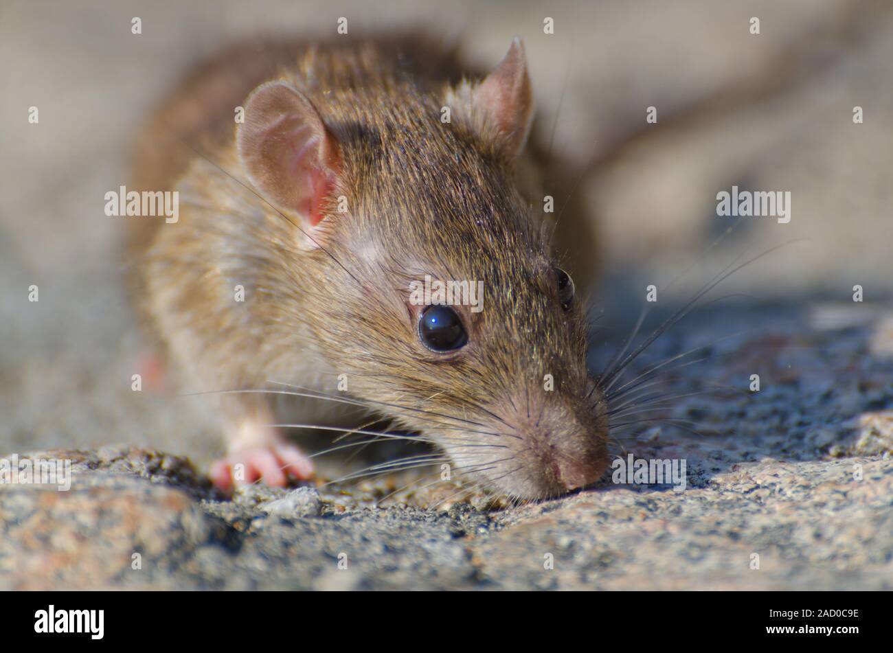 Rat sauvage. Banque D'Images