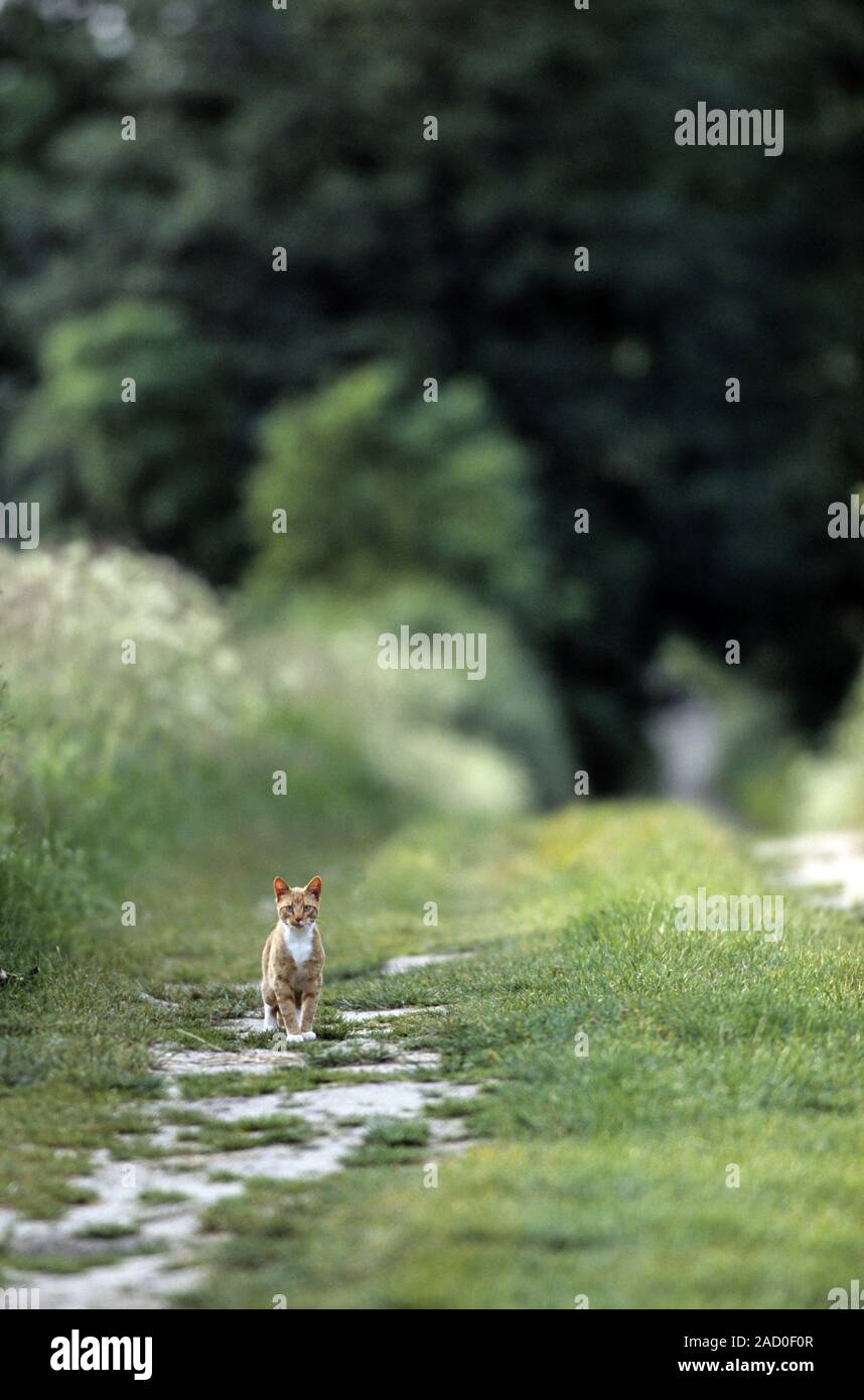 Chat domestique, extérieur animaux sont actifs le jour et la nuit Banque D'Images