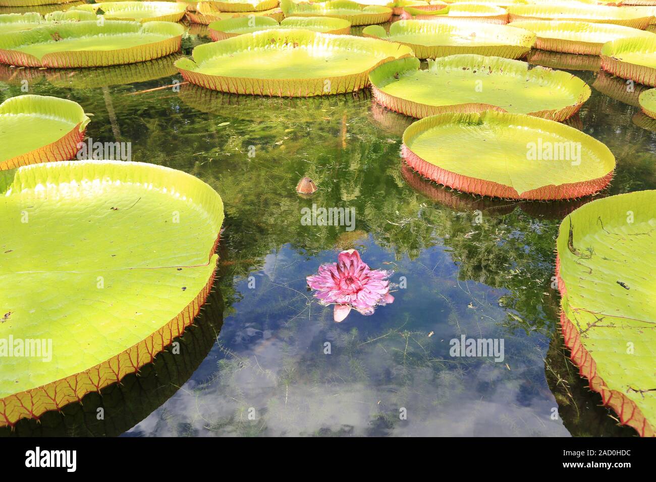 L'Ile Maurice, le Jardin Botanique de Pamplemousses, Géant, water lily, Victoria regia Banque D'Images