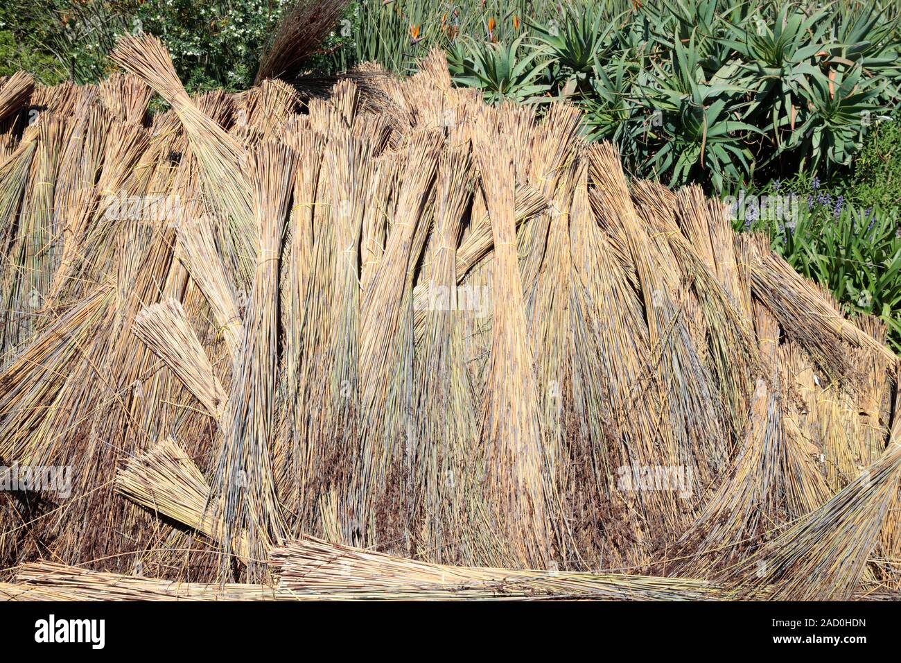 Du chaume. Bottes de chaume (Hyparrhenia hirta) prêt à être utilisé pour un toit de chaume. Cette herbe est originaire d'Afrique du Sud, où je Banque D'Images