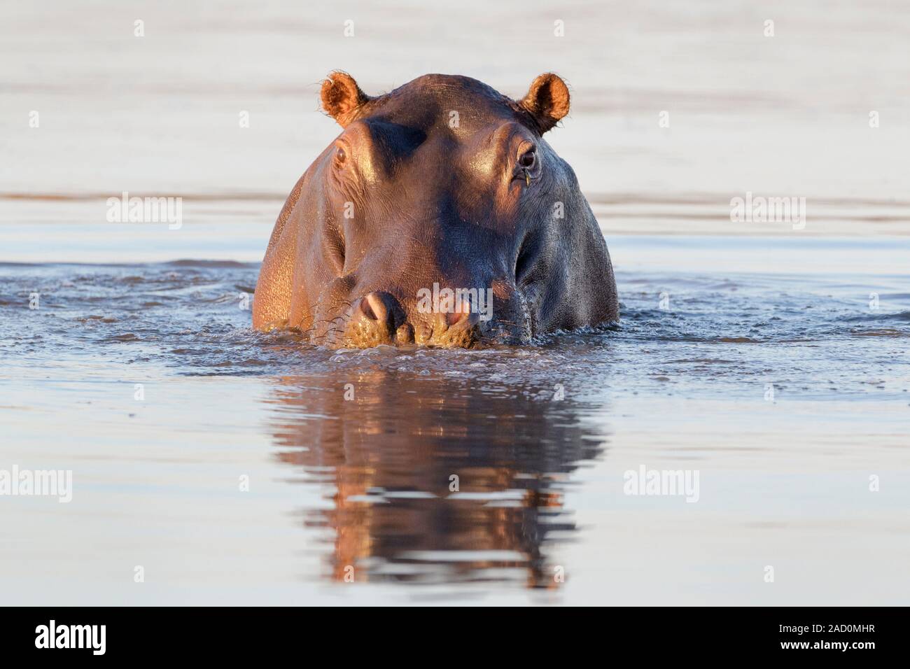 Hippopotame (Hippopotamus amphibius) dans l'eau looking at camera, Kruger National Park, Afrique du Sud. Banque D'Images