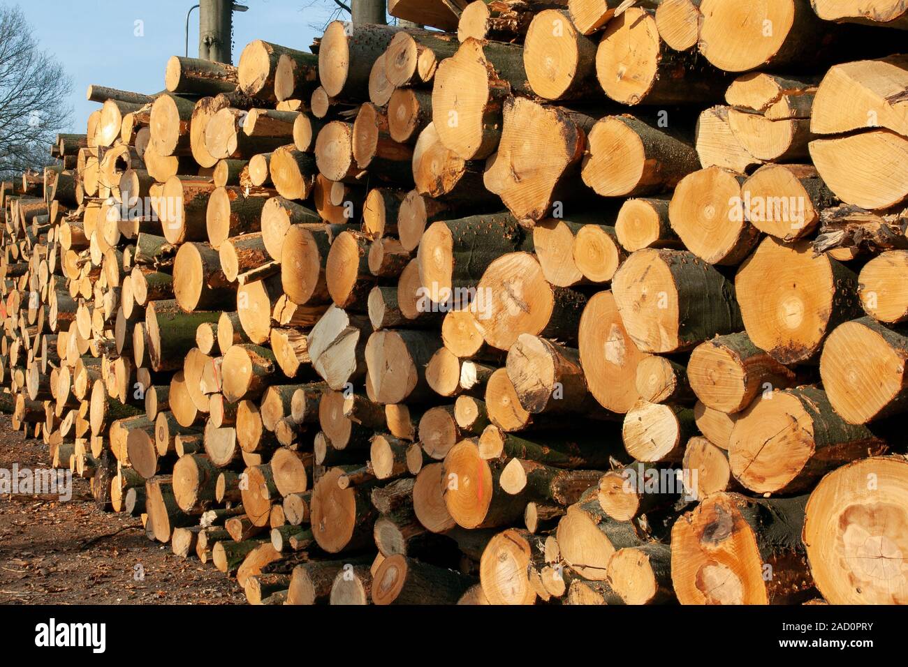 Arbre généalogique hachées journaux sur un tas de bois pour l'industrie forestière Banque D'Images