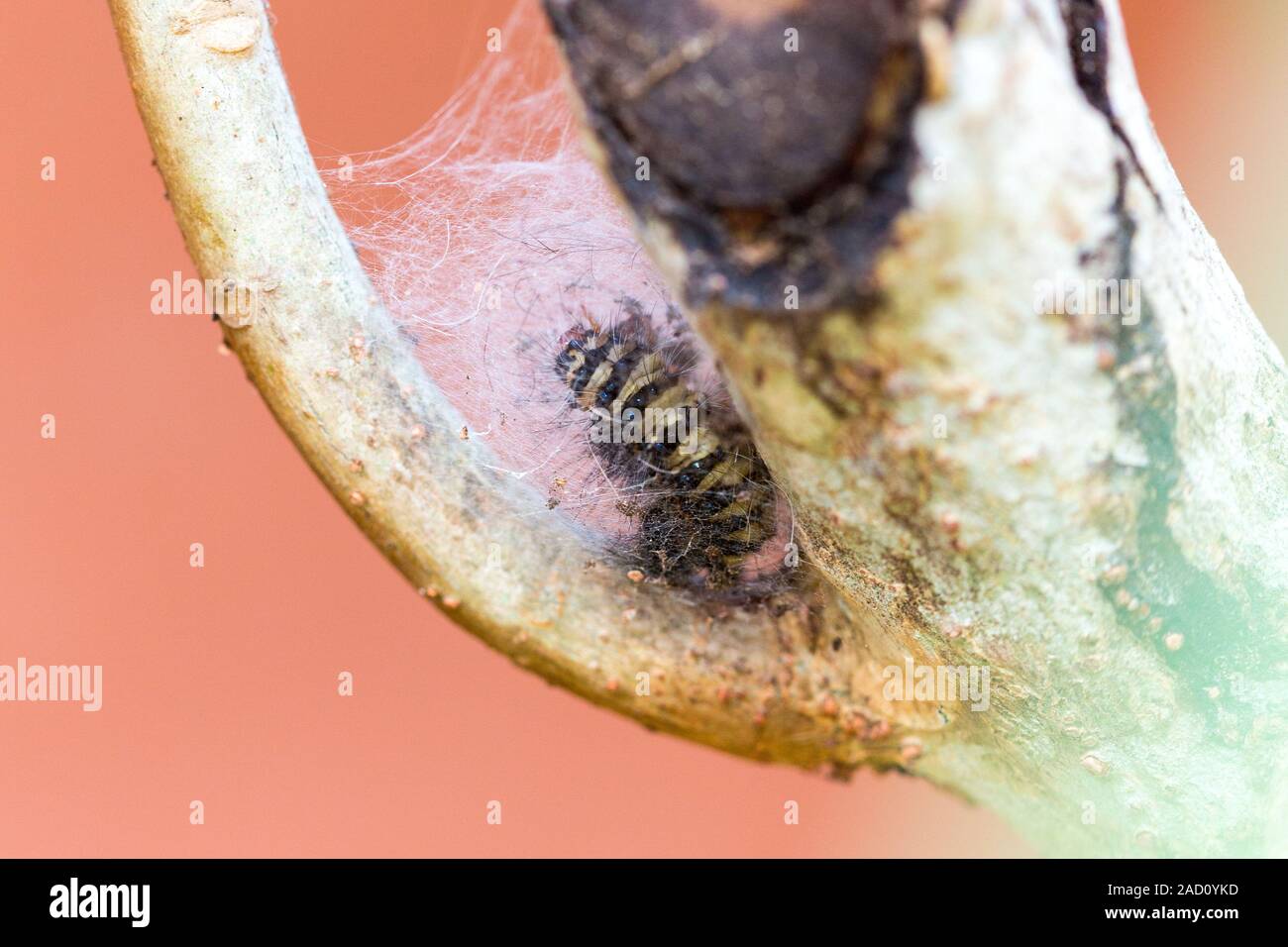 Caterpillar dans un arbre de la préparation pour la nymphose Banque D'Images