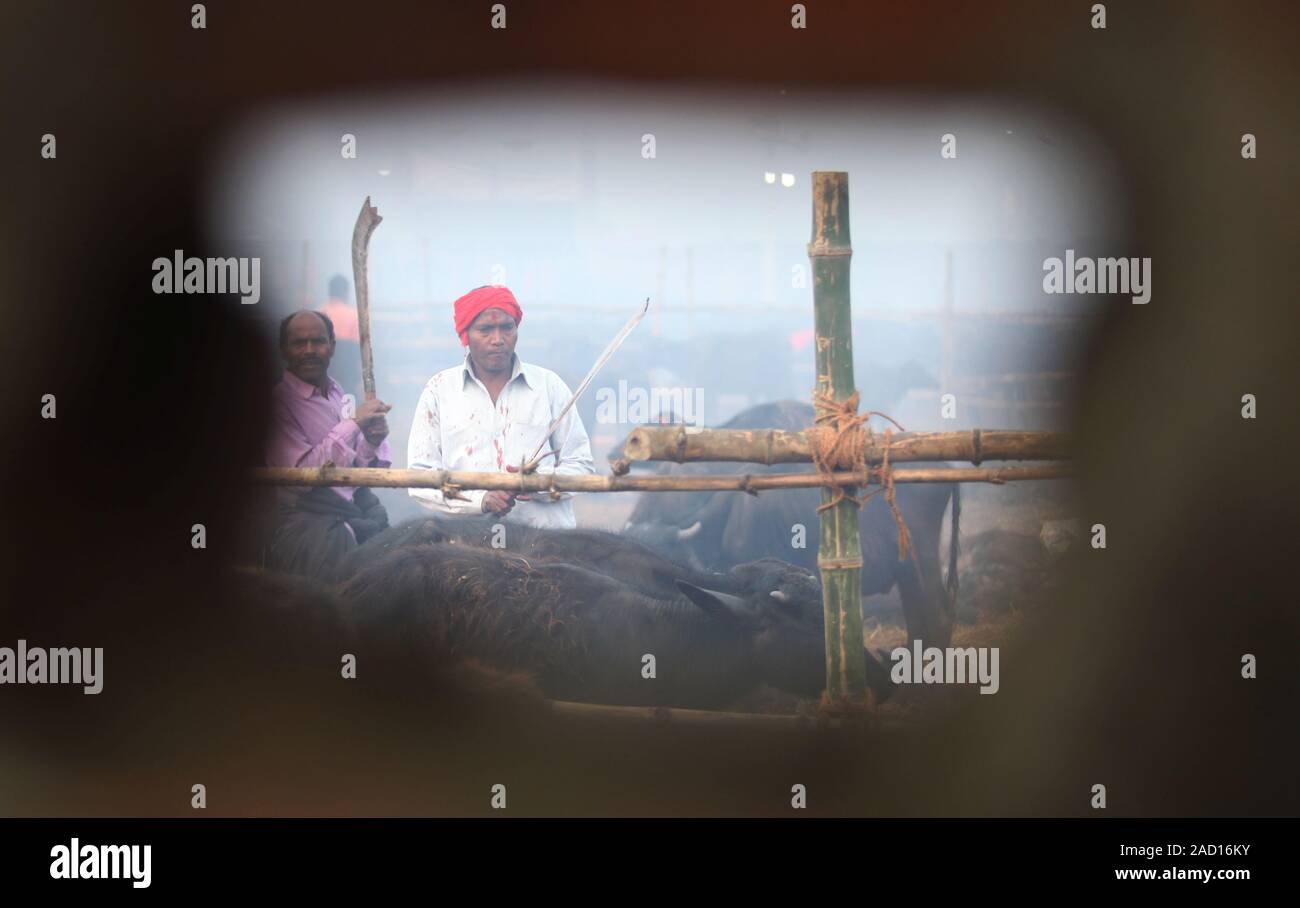 Bara, au Népal. 19Th Mar, 2019. Un homme se prépare à abattre un buffle à la cérémonie sacrificielle de Gadhimai festival près de chez d'un temple à Bariyapur, Bara, le Népal, le 3 décembre 2019. Les dévots hindous célèbrent le festival de Gadhimai, qui a lieu une fois tous les cinq ans, avec le sang des animaux tués, fraîchement que le sacrifice rituel à Gadhimai, la déesse du pouvoir. Credit : Sunil Sharma/Xinhua/Alamy Live News Banque D'Images