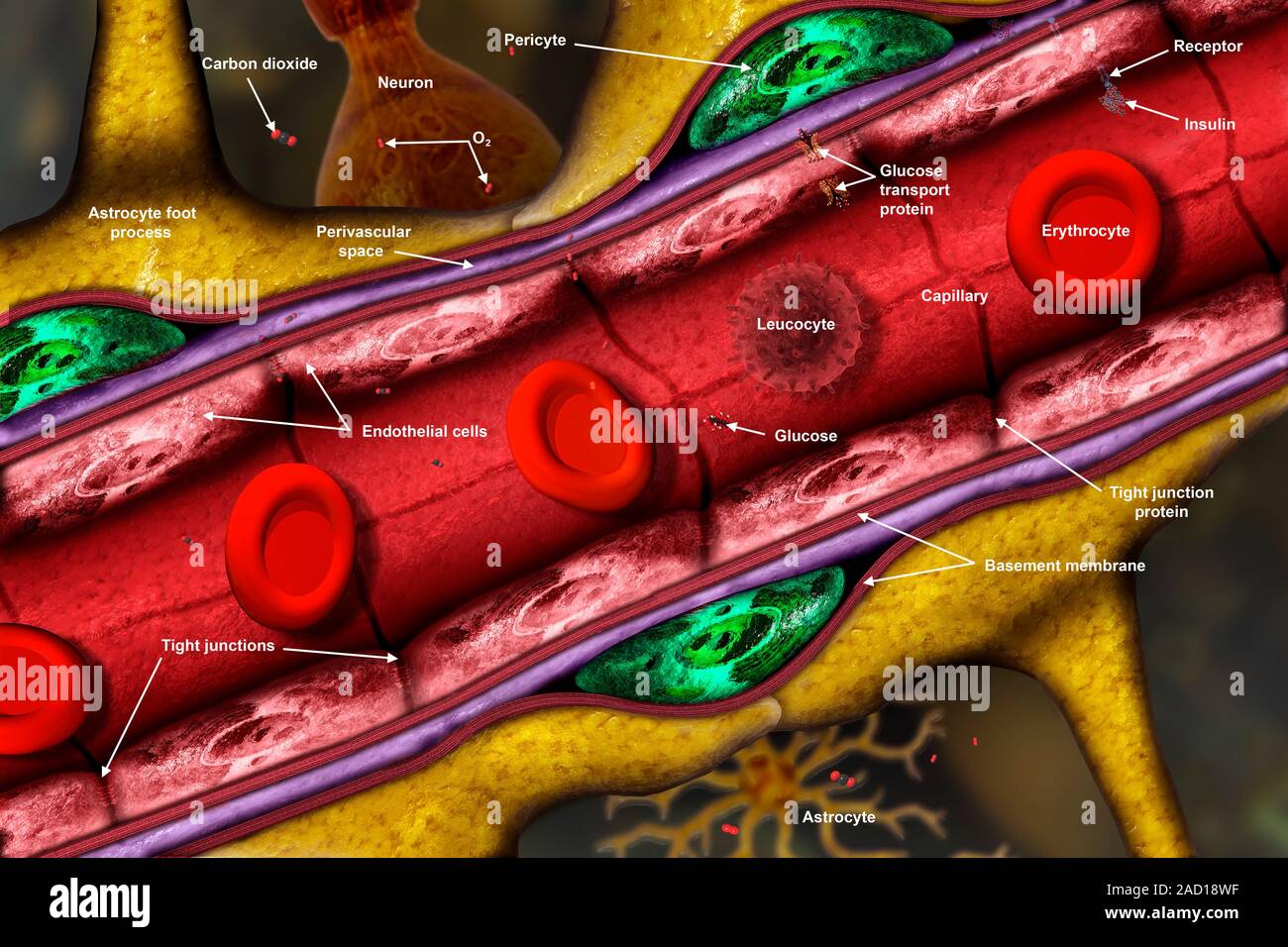 La barrière hématoencéphalique est une membrane perméable très