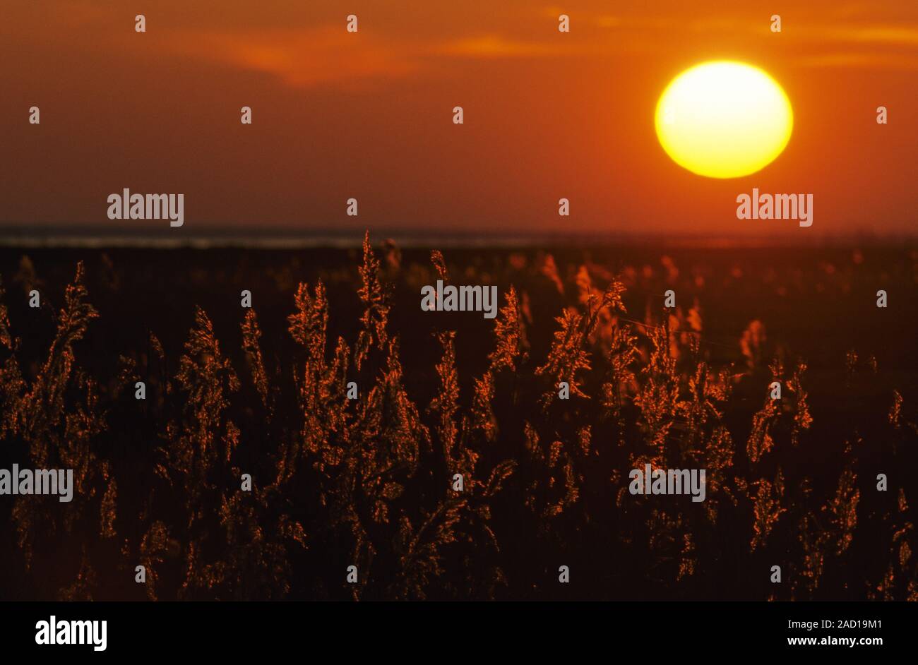 Reed en face du soleil couchant / Elbe-River par estran Brunsbuettel Banque D'Images