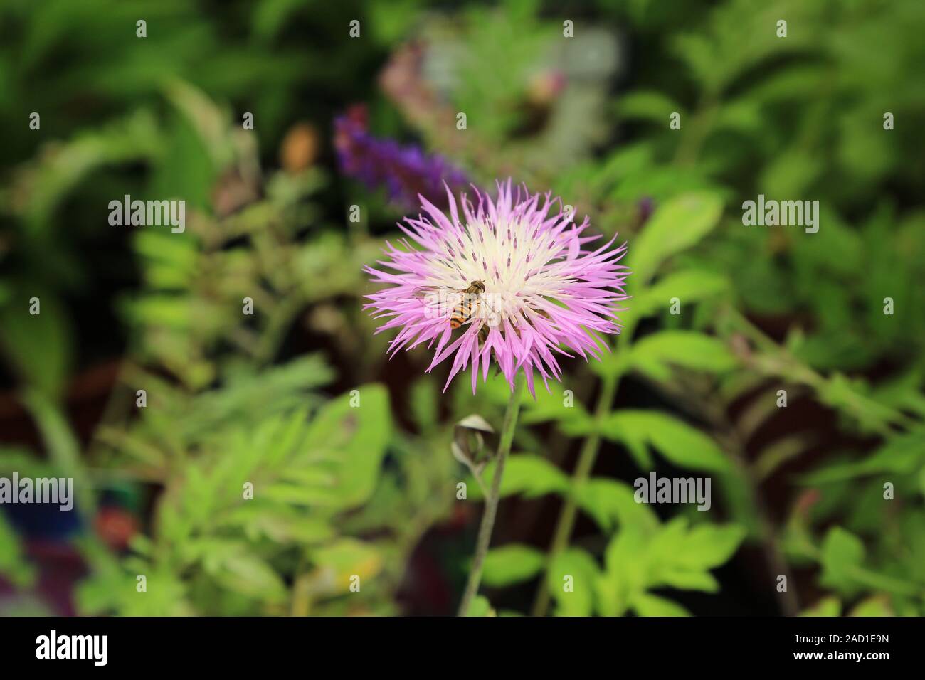 Flockenblume badigeon, bleuet, Centaurea dealbata, Schwebfliege voler, planer, syrphidae Banque D'Images