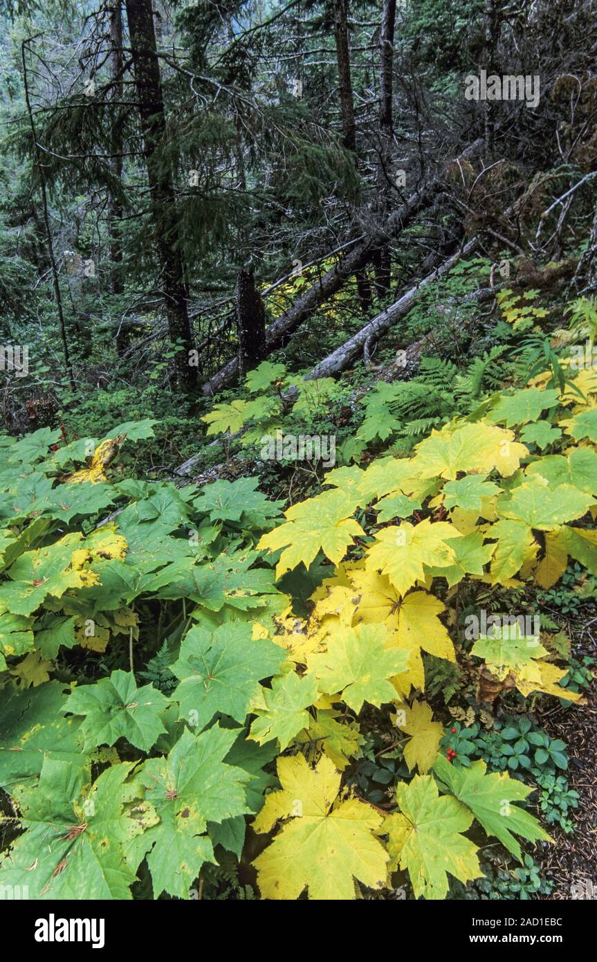 Feuilles d'érable à l'automne / lac Ptarmigan - péninsule de Kenai Banque D'Images