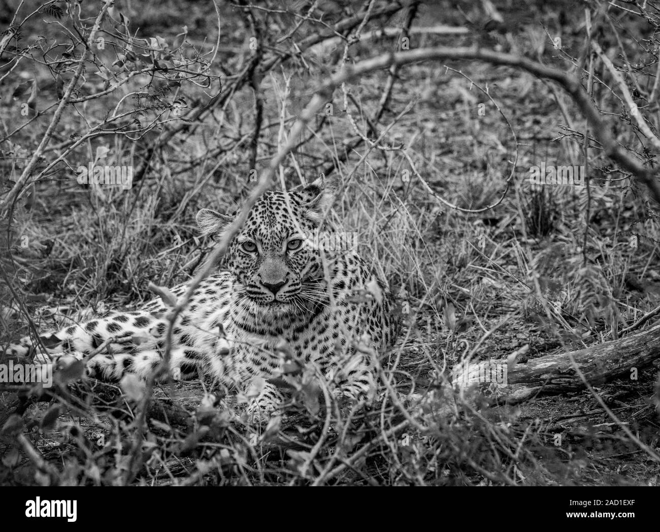 Leopard avec de dans entre les buissons. Banque D'Images