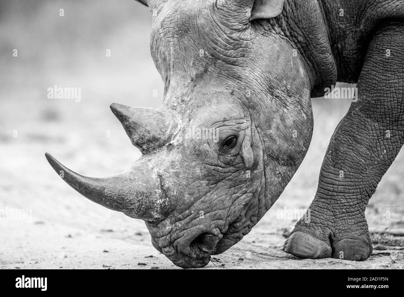 Close up of a Black rhino marche sur la route en noir et blanc. Banque D'Images