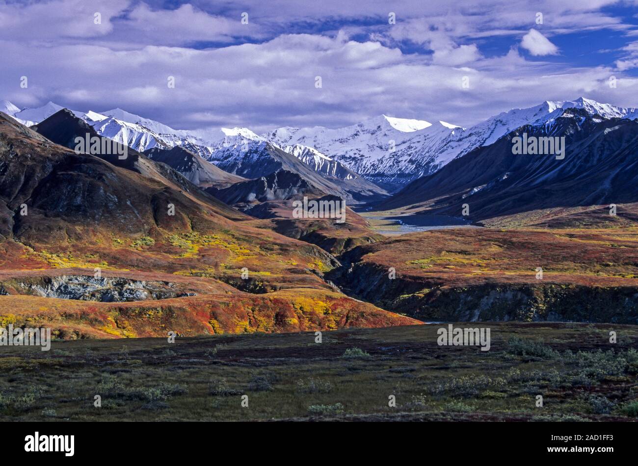 Paysage de toundra de l'Alaska et dans l'été indien / Denali National Park - Alaska Banque D'Images