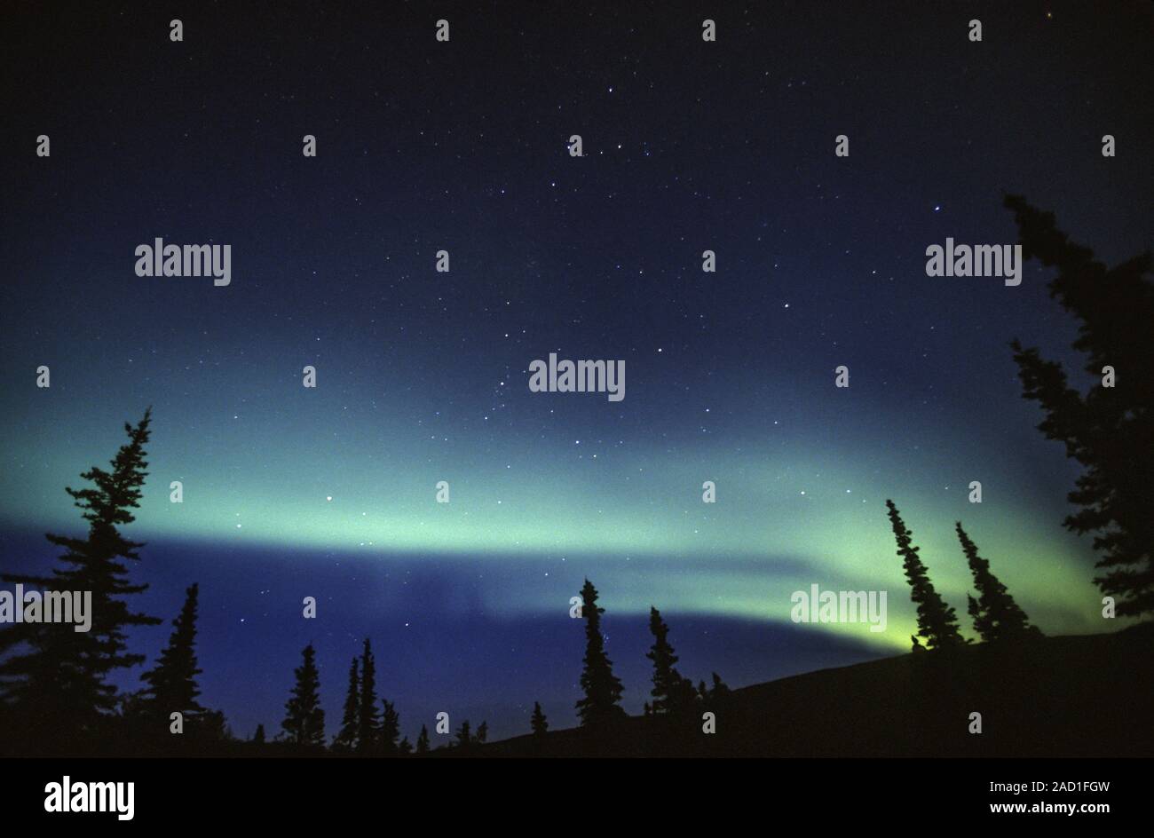 Northern Lights at night sky / Denali National Park - Alaska Banque D'Images