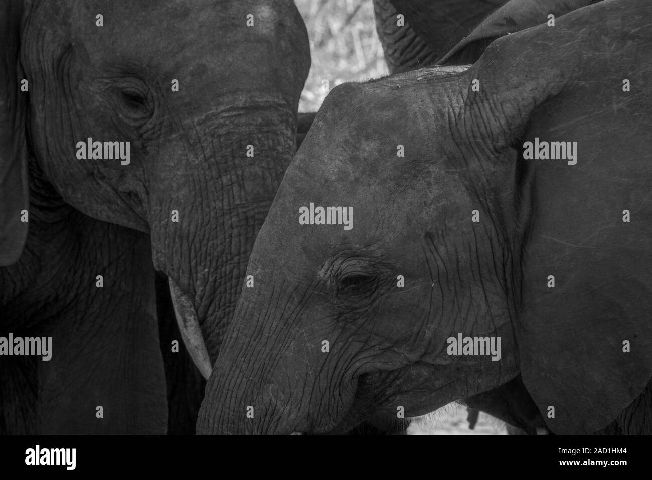 Close up de deux éléphants en noir et blanc. Banque D'Images