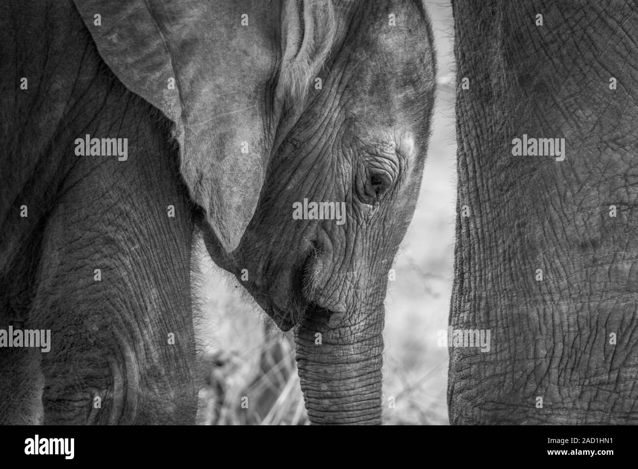 Close up d'un bébé éléphant en noir et blanc. Banque D'Images