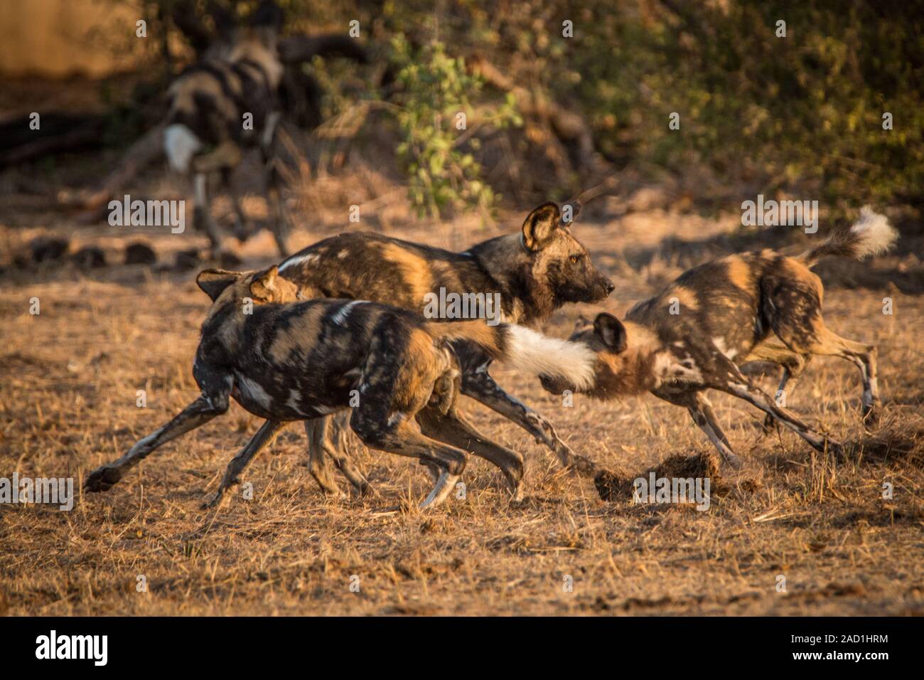Les chiens sauvages africains à jouer ensemble. Banque D'Images
