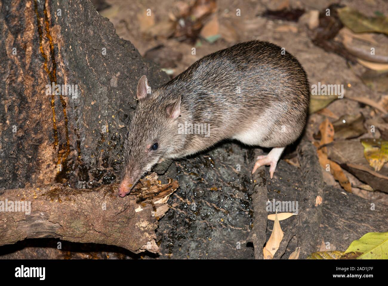 Potaroo bec long Potorous tridactylus) sur le sol de la forêt. Ce petit  rongeur-marsupial, parfois connu comme un rat-kangourou, un fourrage Photo  Stock - Alamy