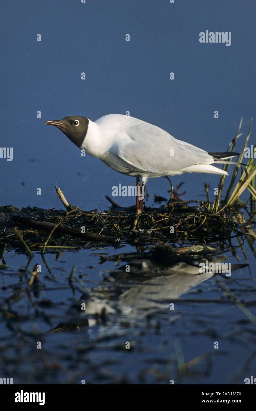 Mouette est un opportuniste - Commun (Mouette) Banque D'Images