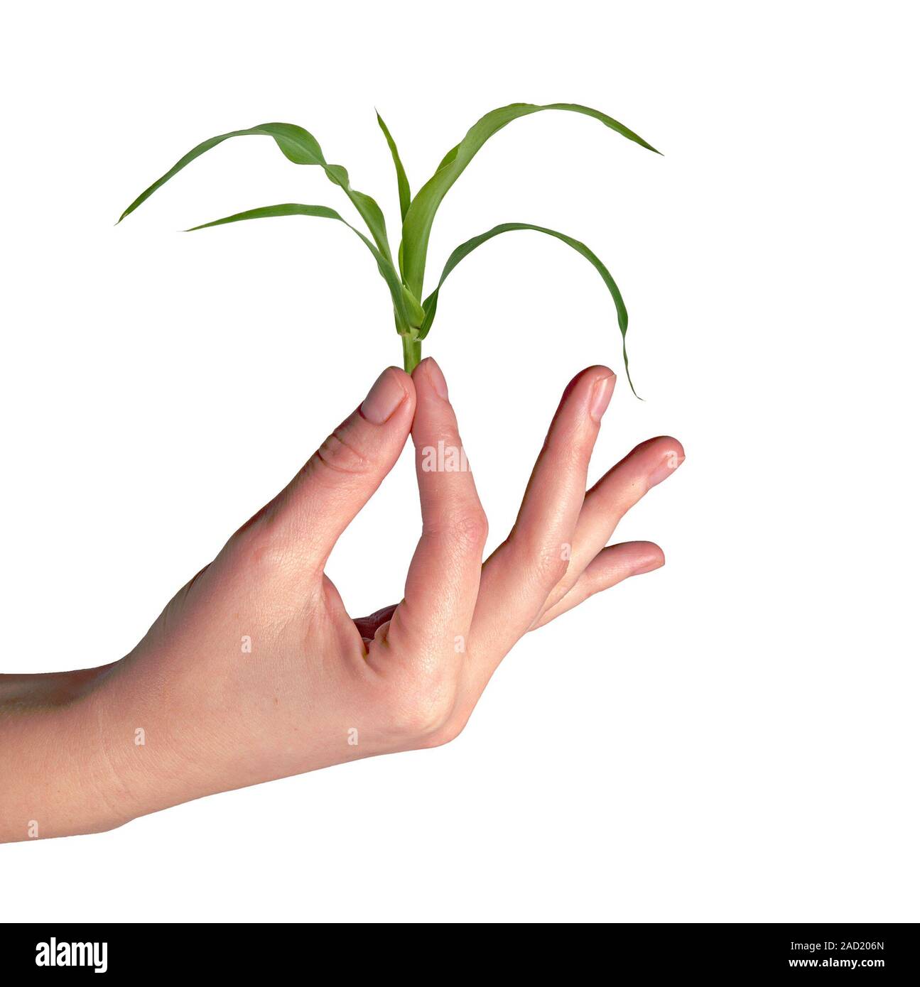 Le maïs comme un don de l'agriculture Banque D'Images