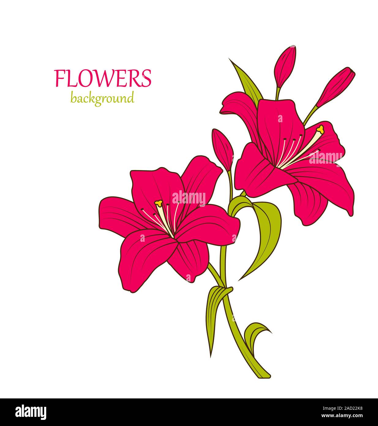 Croquis de couleur linéaire de belles fleurs de lys Isolated Banque D'Images