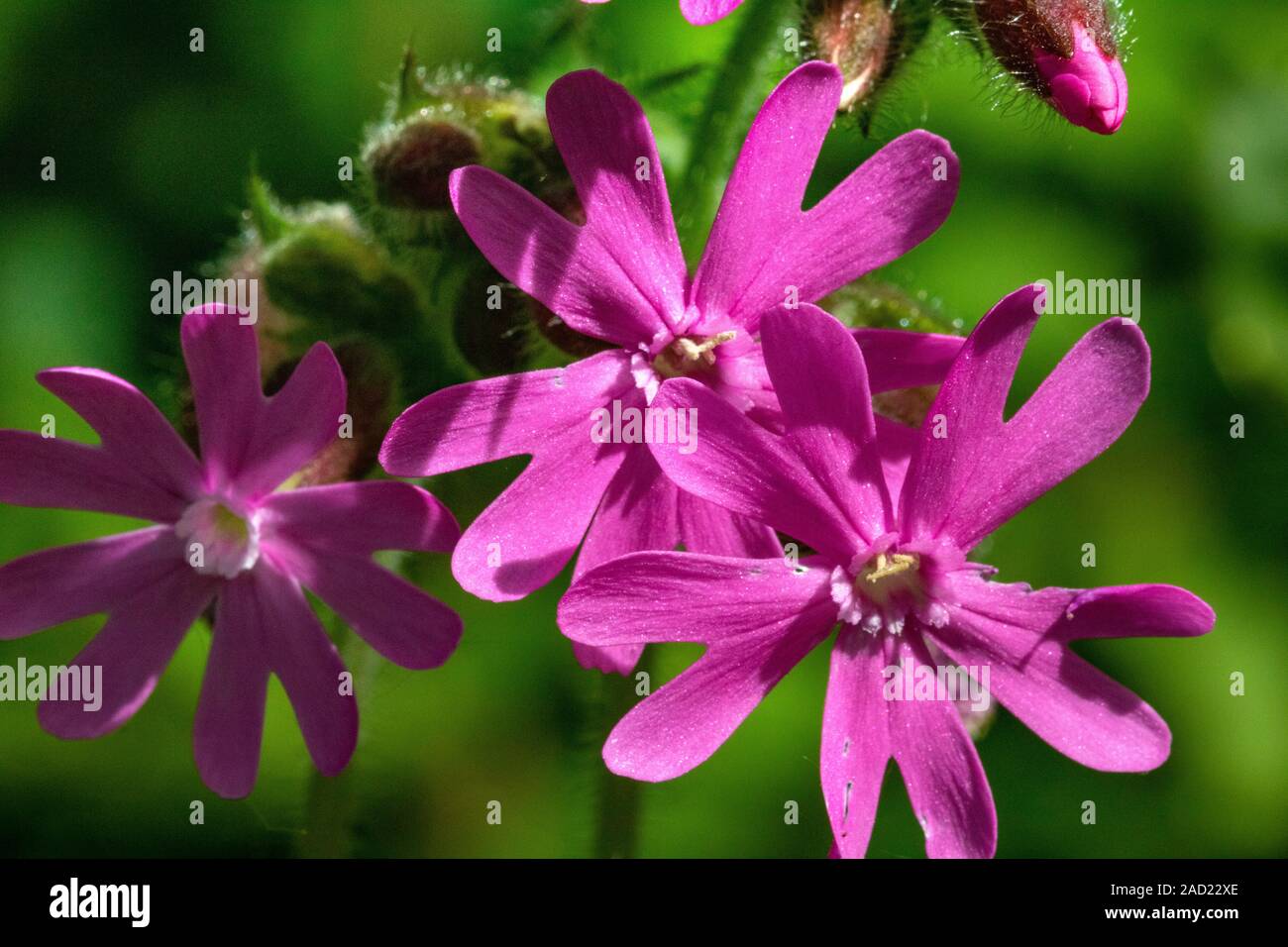 Close up Detail d'un groupe de fleurs (Red campion Silene dioica) de plus en plus au printemps à côté de la rivière Torridge dans le Nord du Devon Banque D'Images