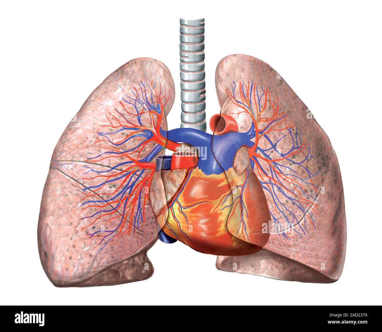 Paumons Vascularisation Des Poumons _ Schéma Du Poumon – JSHY