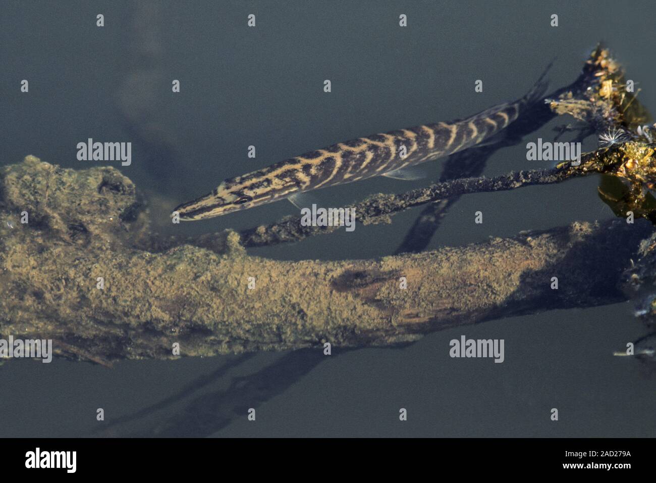 Le brochet le brochet, le plus lourd jamais enregistré a été arrêté en Allemagne en 1983 d'une longueur de 147cm Banque D'Images